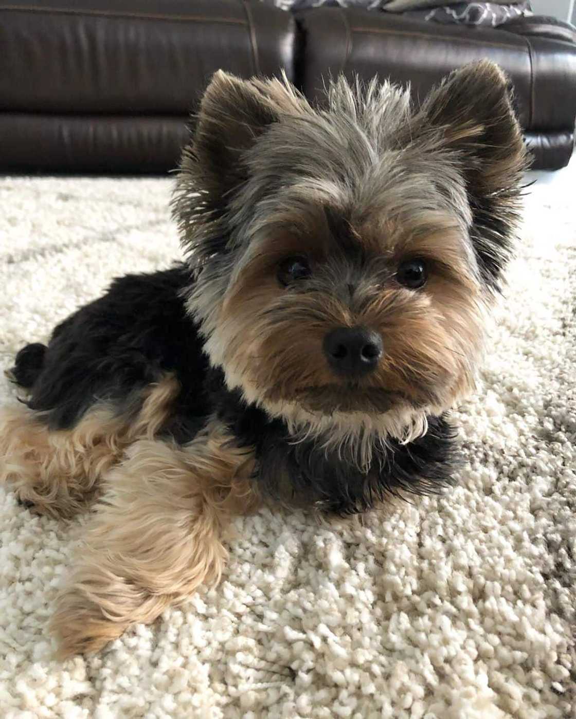 small breed dogs small breed dogs