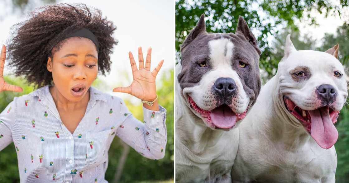 Terrified woman and two pit bulls