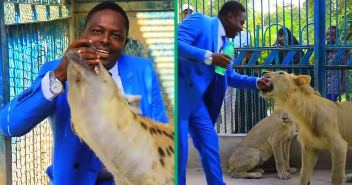 Pastor with a hyena and lion Pastor with a hyena and lion