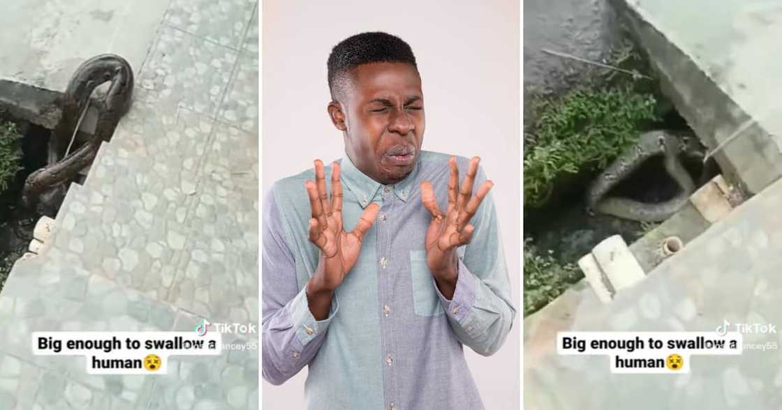 Huge snake on TikTok Huge snake on TikTok