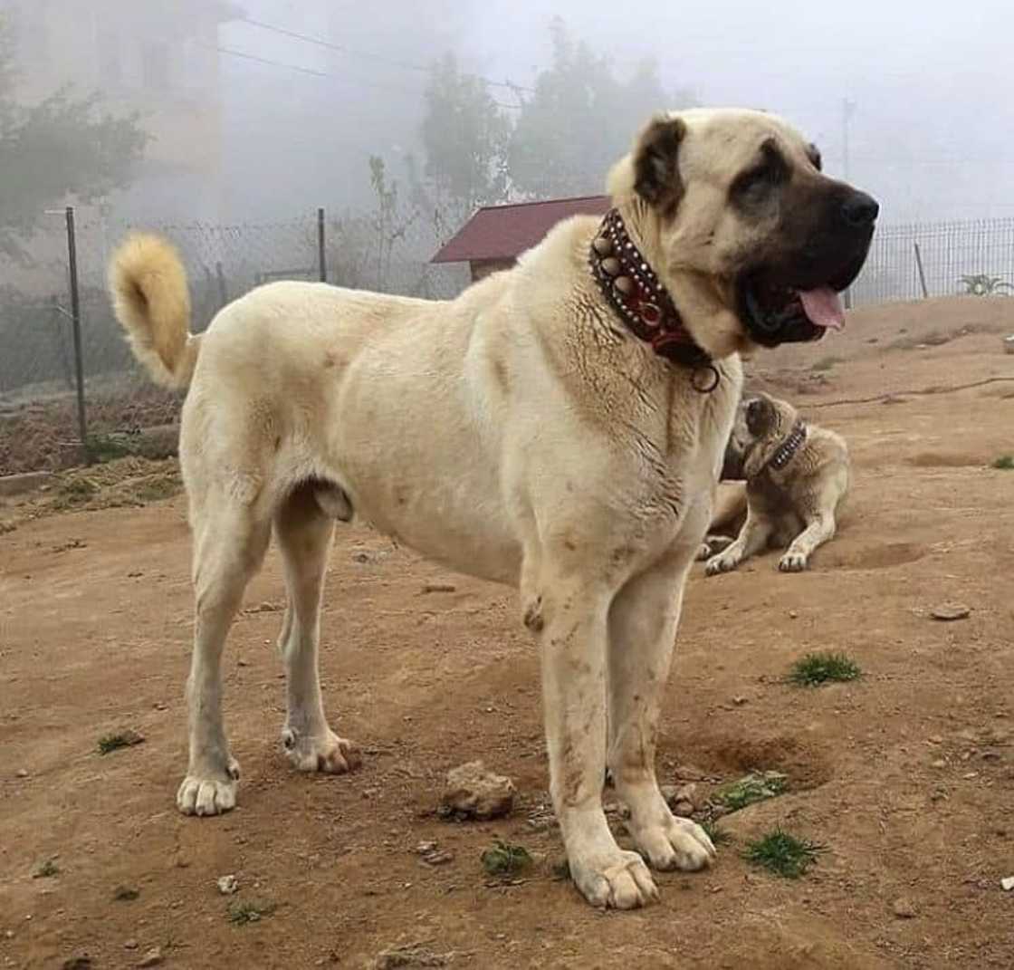 World's strongest dog breed World's strongest dog breed