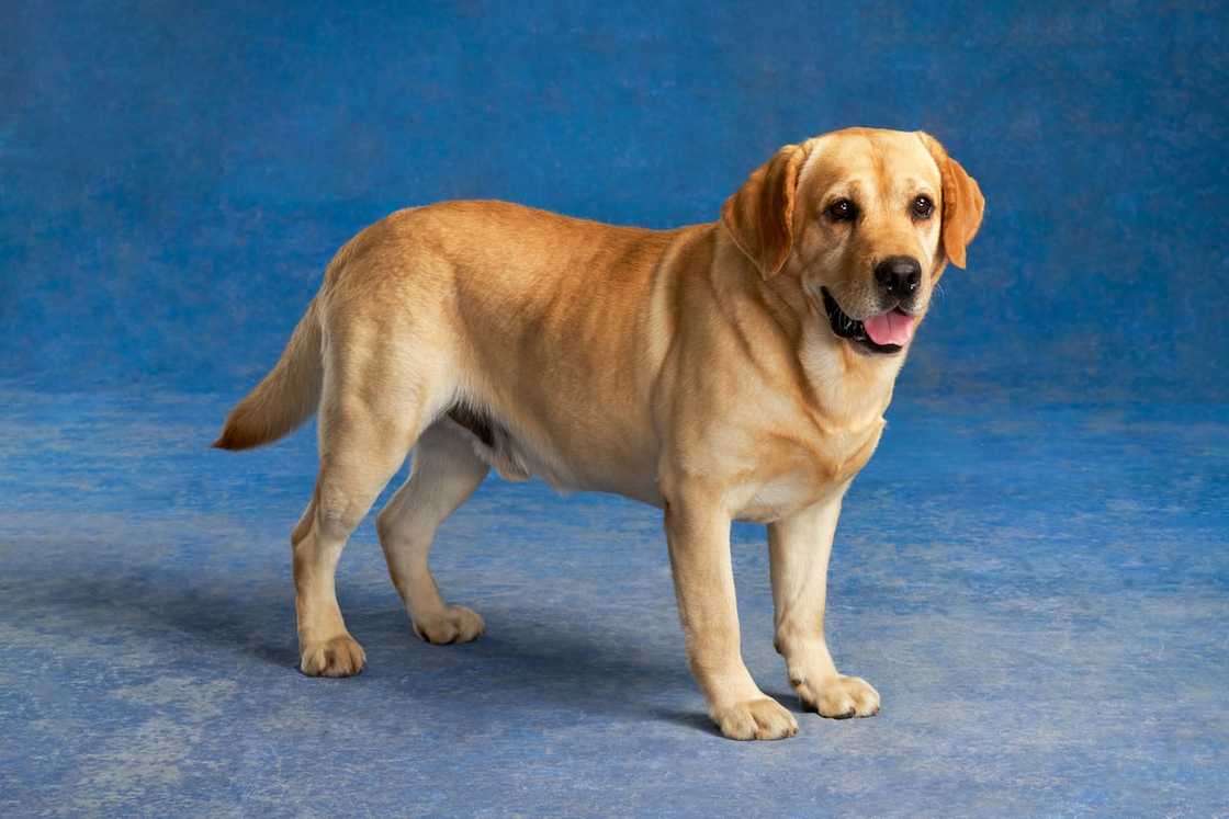 A yellow Labrador Retriever A yellow Labrador Retriever