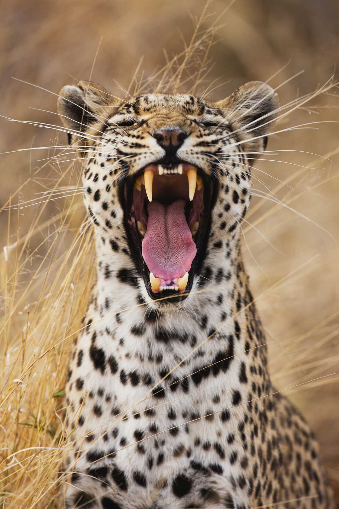 Cats' tnogues have spike-like structures