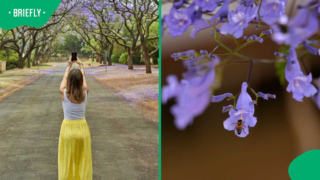 Joburg's jacaranda streets are pure magic this October