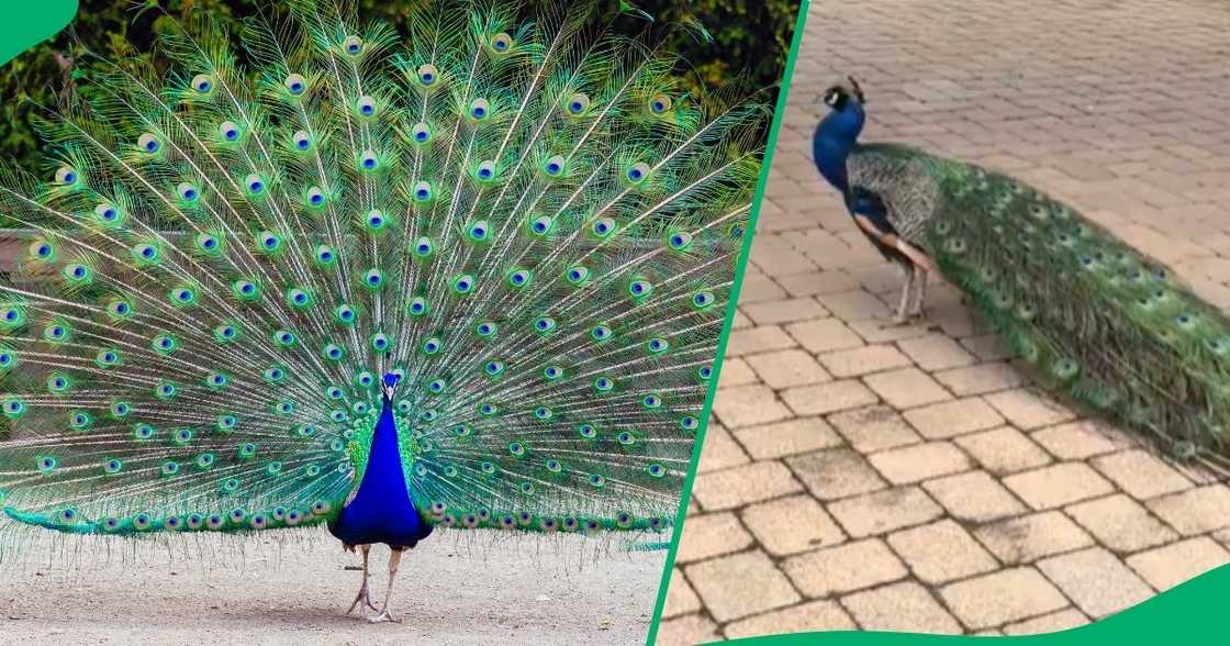 Lady sings song for peacock