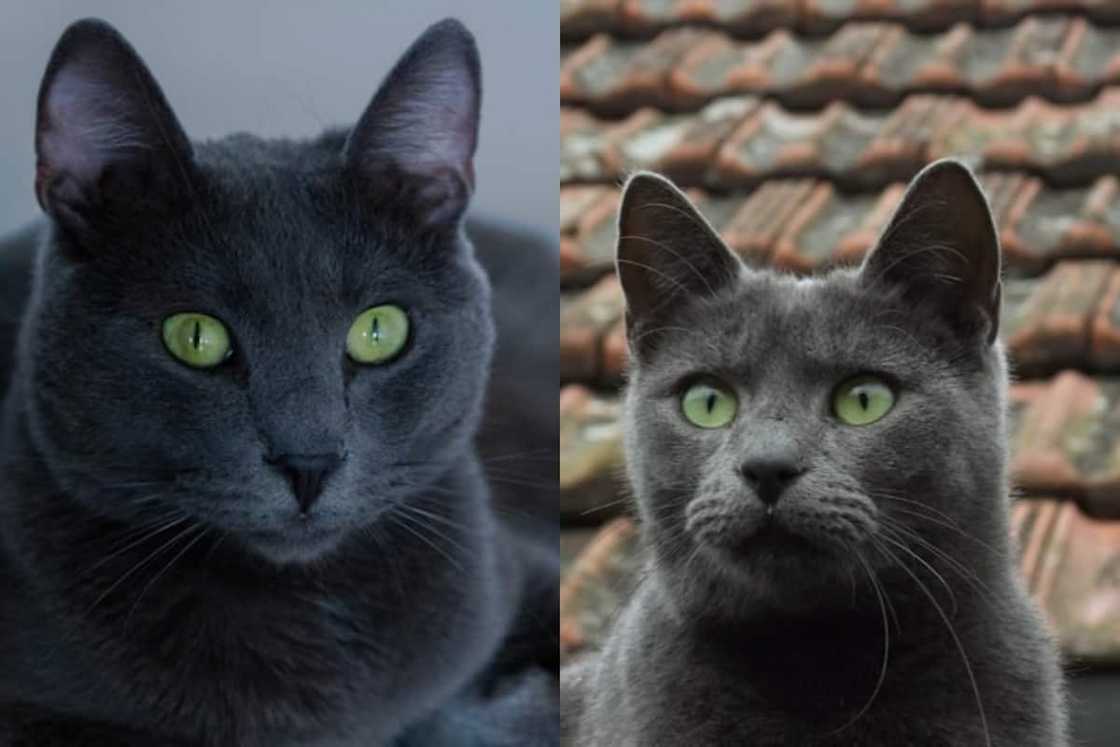 Russian Blue breed with green eyes Russian Blue breed with green eyes
