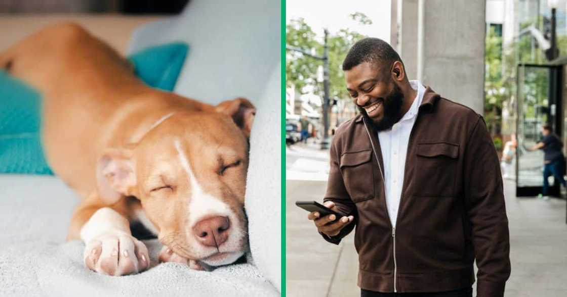 A TikTok video captured a kasi dog hilariously relaxing on the roof. A TikTok video captured a kasi dog hilariously relaxing on the roof.