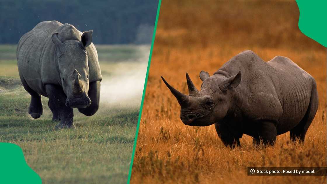 A post about two rhinos in a local nature reserve went viral. A post about two rhinos in a local nature reserve went viral.