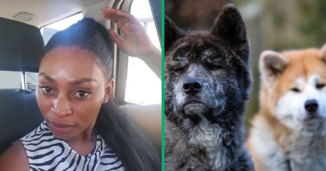 TikTok video shows woman bit by Akita dog