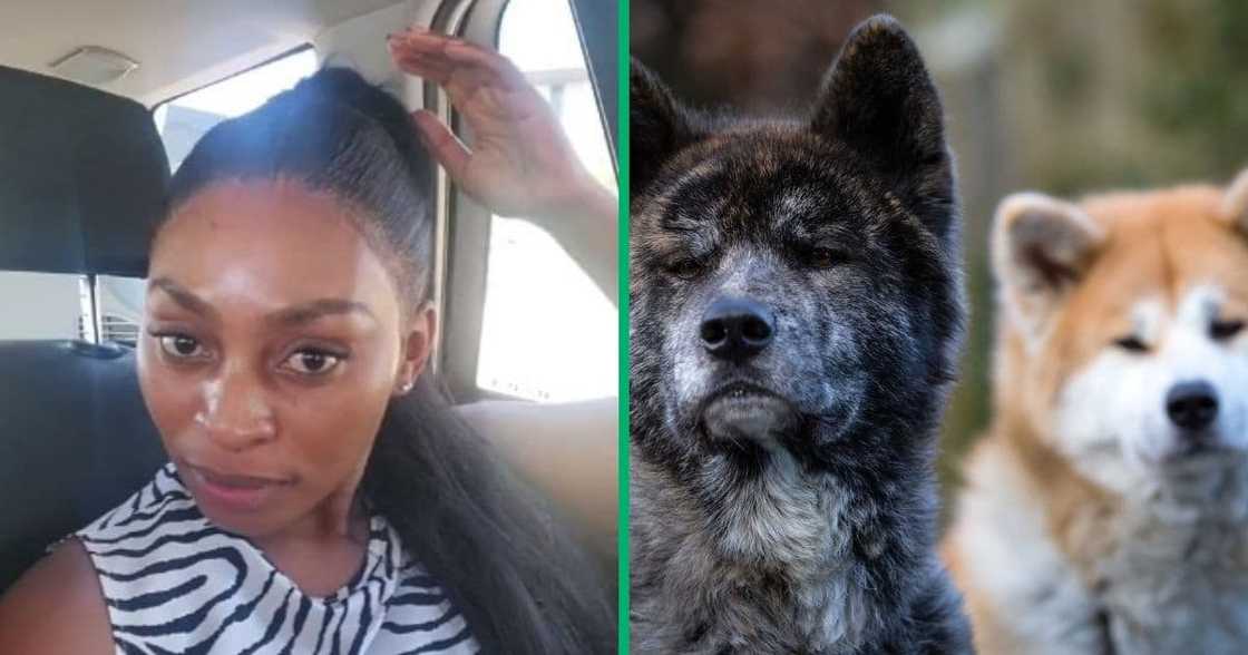 TikTok video shows woman bit by Akita dog TikTok video shows woman bit by Akita dog