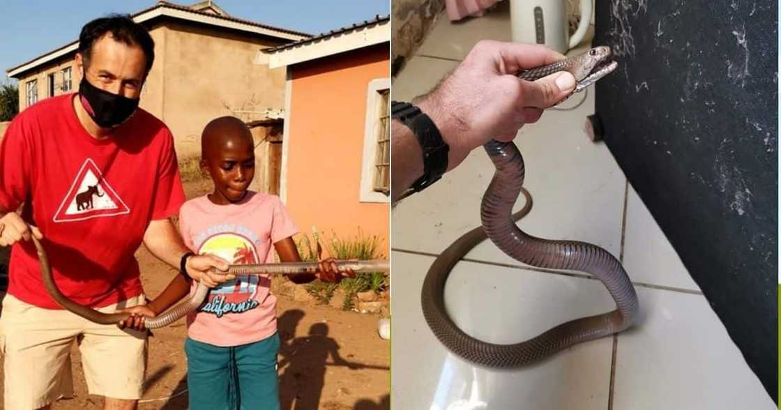 Hebanna: Young Boy Helps Mzansi’s Snake Catcher Nick Evans in Durban Hebanna: Young Boy Helps Mzansi’s Snake Catcher Nick Evans in Durban