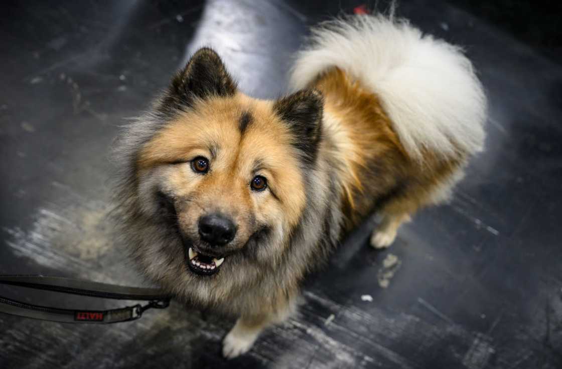 An Eurasier dog is seen on day four of CRUFTS Dog Show at NEC Arena on 12 March 2023 in Birmingham, England.