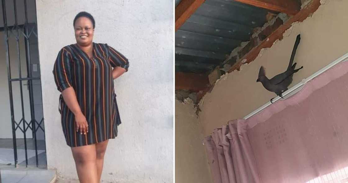 Woman, Dragon, Bedroom, SPCA, Bird, SA Woman, Dragon, Bedroom, SPCA, Bird, SA