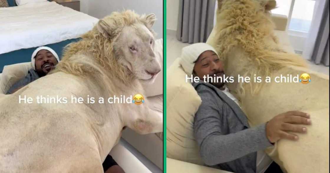A man is sitting with a lion on his lap A man is sitting with a lion on his lap