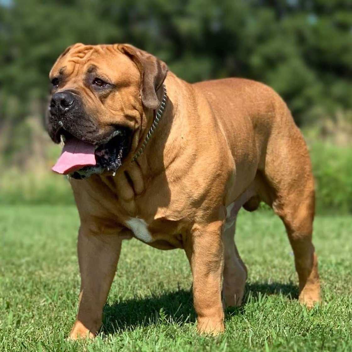 most aggressive dog most aggressive dog