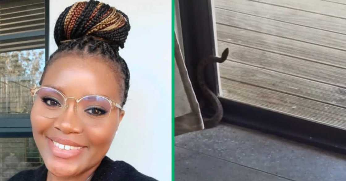 South Africa, snake, TikTok video South Africa, snake, TikTok video