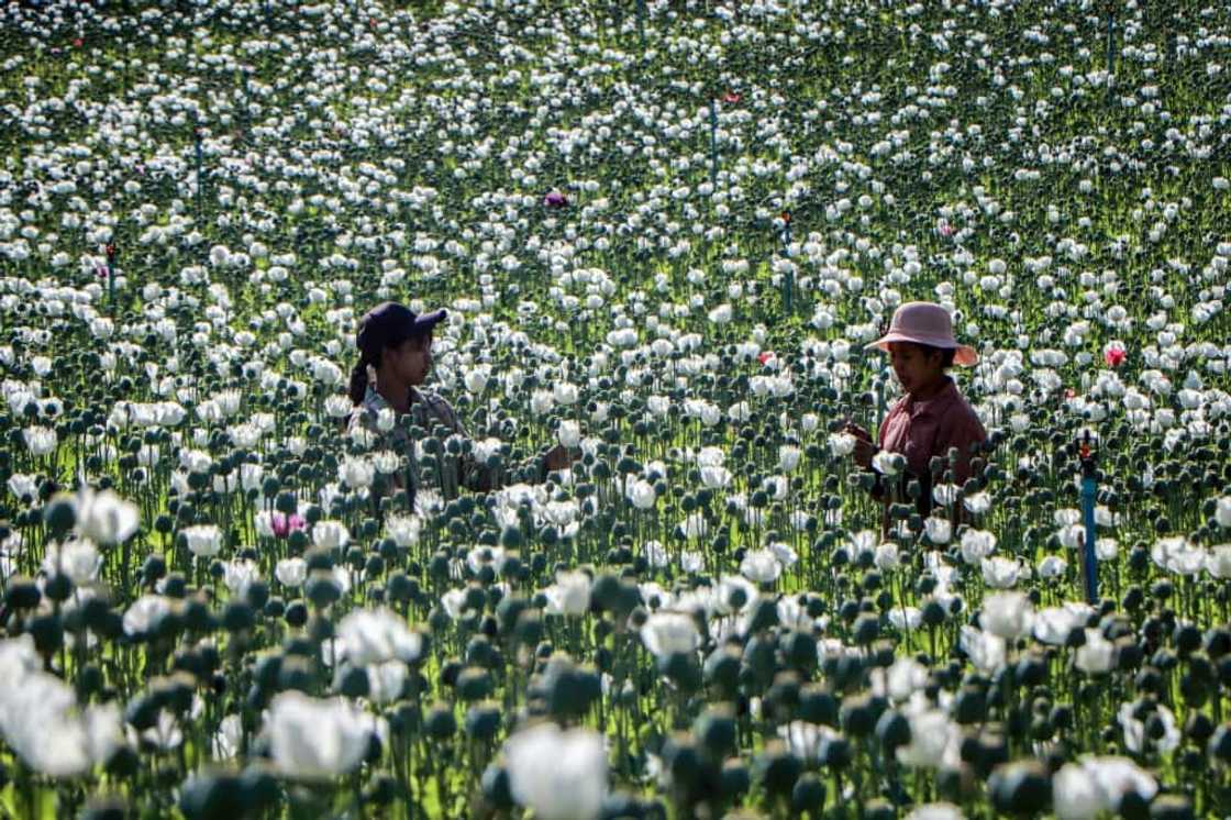 Myanmar became the world's biggest opium producer in 2023, overtaking Afghanistan after the Taliban government launched a crackdown on the crop there