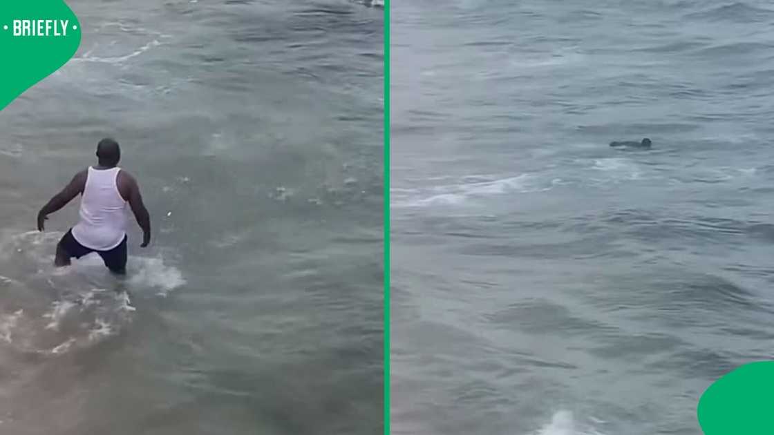 A group of men took a risk as they swam near sharks at Umhlanga Rocks Beach in a video. A group of men took a risk as they swam near sharks at Umhlanga Rocks Beach in a video.