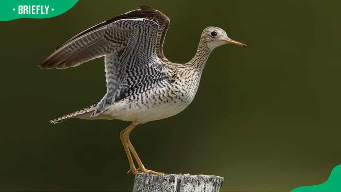 An upland sandpiper on a fence post An upland sandpiper on a fence post