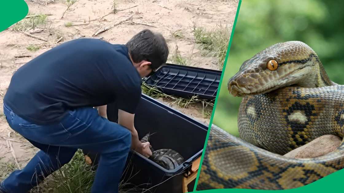 Snake catchers caught three pythons. Snake catchers caught three pythons.