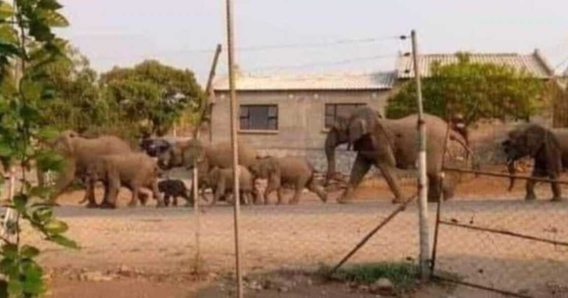 Elephants, Malamulele Township, Limpopo, Africa, social media Elephants, Malamulele Township, Limpopo, Africa, social media