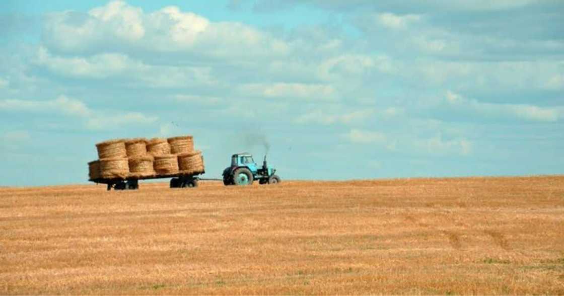 US, Farm Sued, Hiring White, SA and Pays, More, Locals US, Farm Sued, Hiring White, SA and Pays, More, Locals