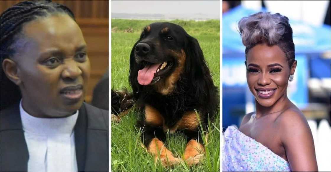 Zandie Khumalo puts shame on advocate Mshololo's name. Zandie Khumalo puts shame on advocate Mshololo's name.