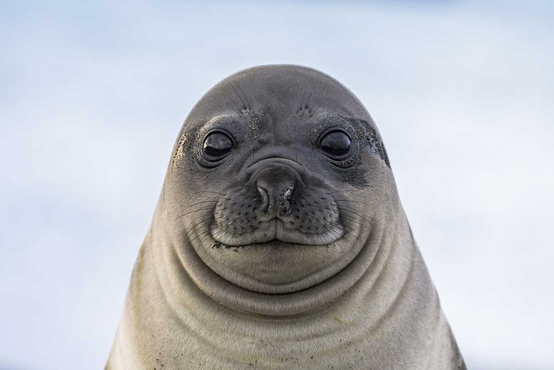 South African authorities helped a seal in Gordon's Bay