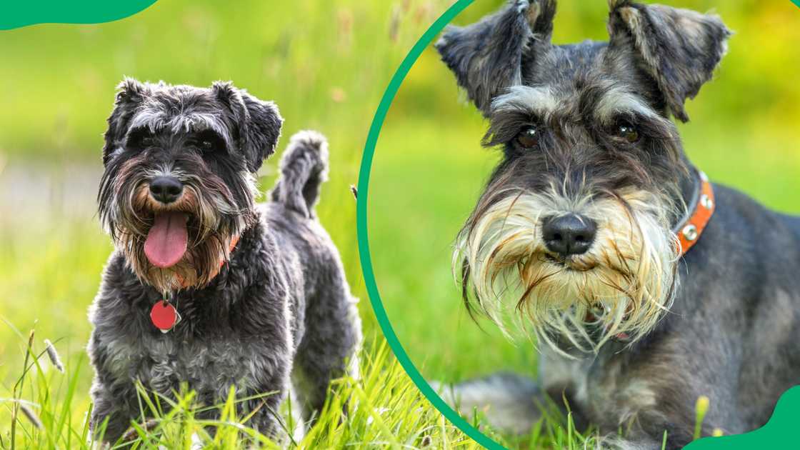 A schnauzer sits on a grassy field (L). A miniature schnauzer lies on the grass (R).