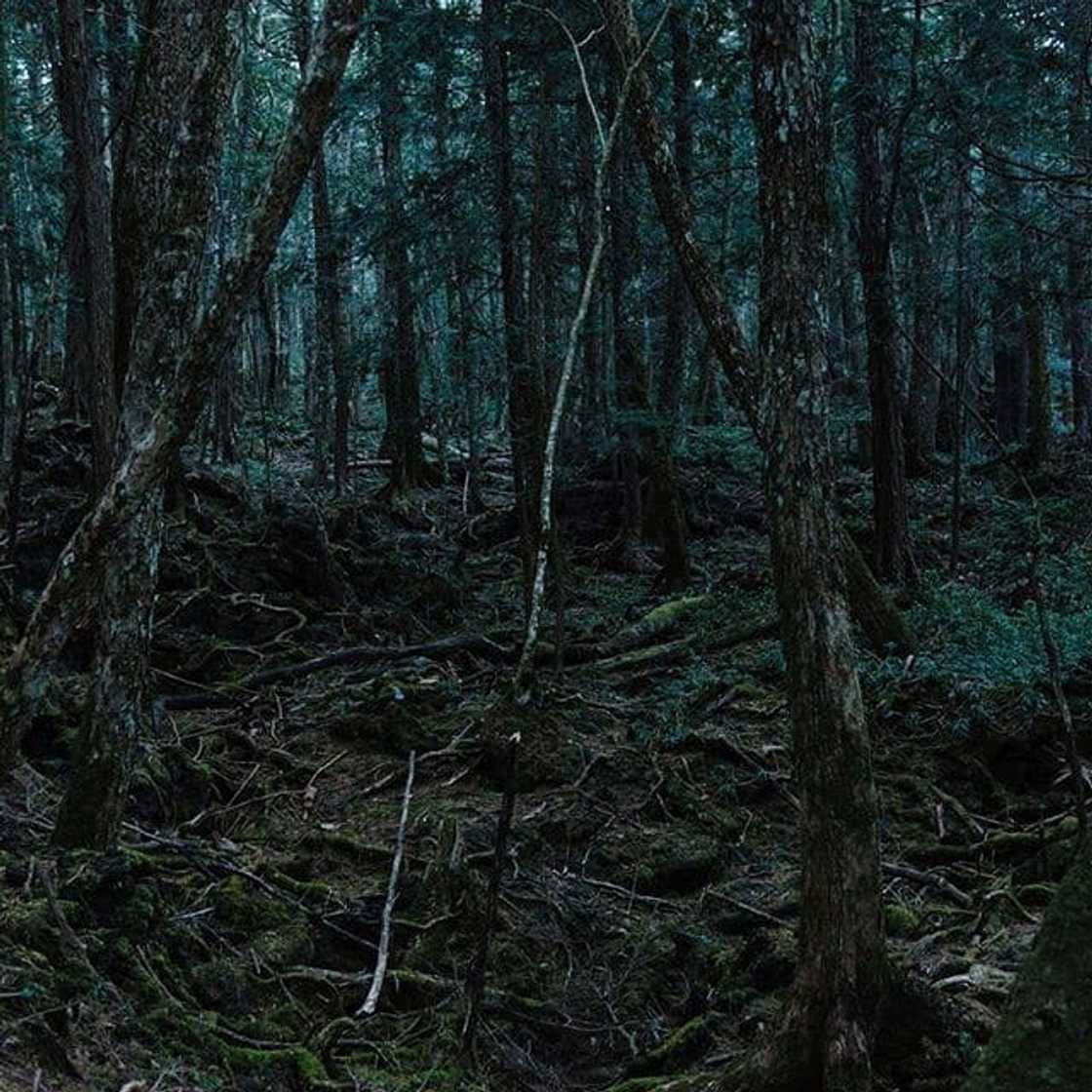 Aokigahara Forest