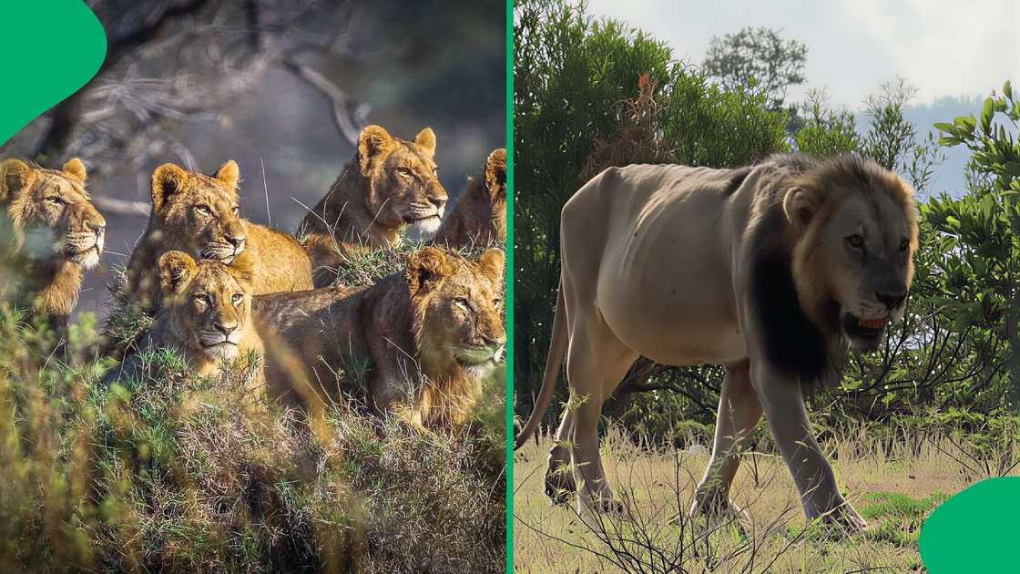 The man ignored the park rules by exiting his vehicle in a high-risk area to search for lions