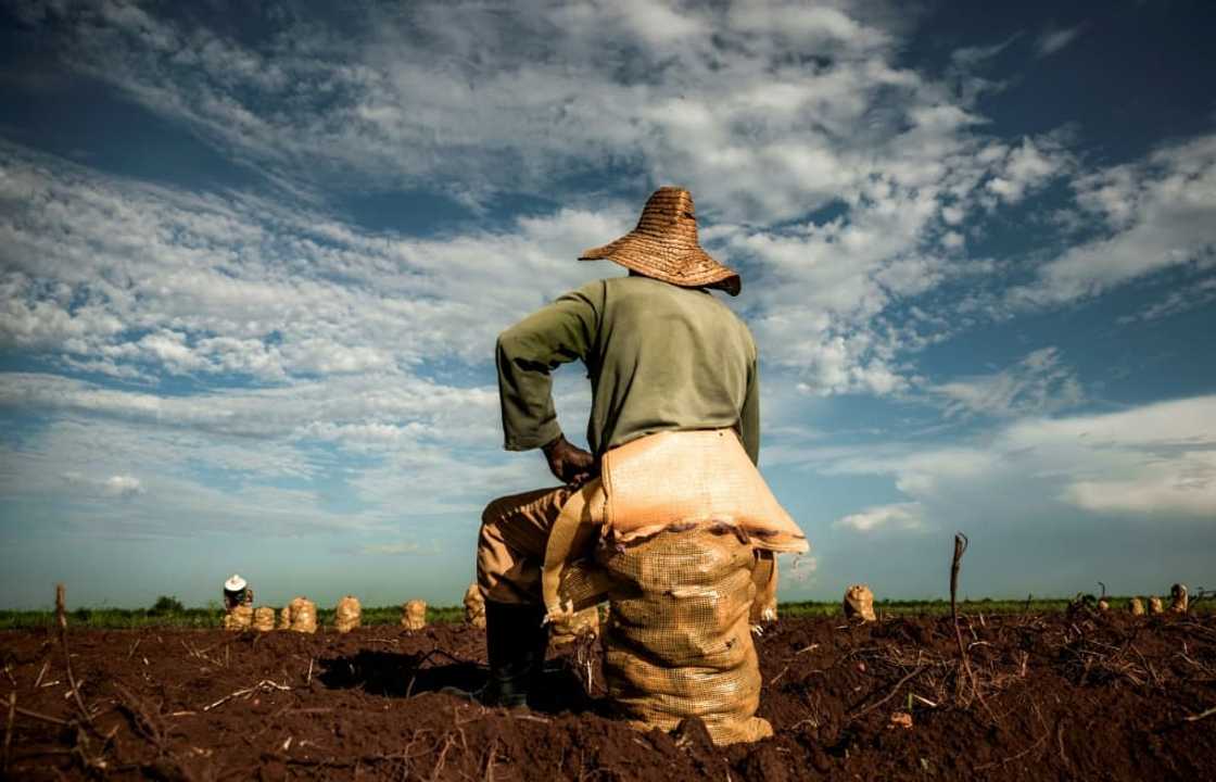 Sugar, once the emblematic product of Cuba, plummeted from 816,000 tons in the 2020-2021 season to 470,000 in 2021-2022