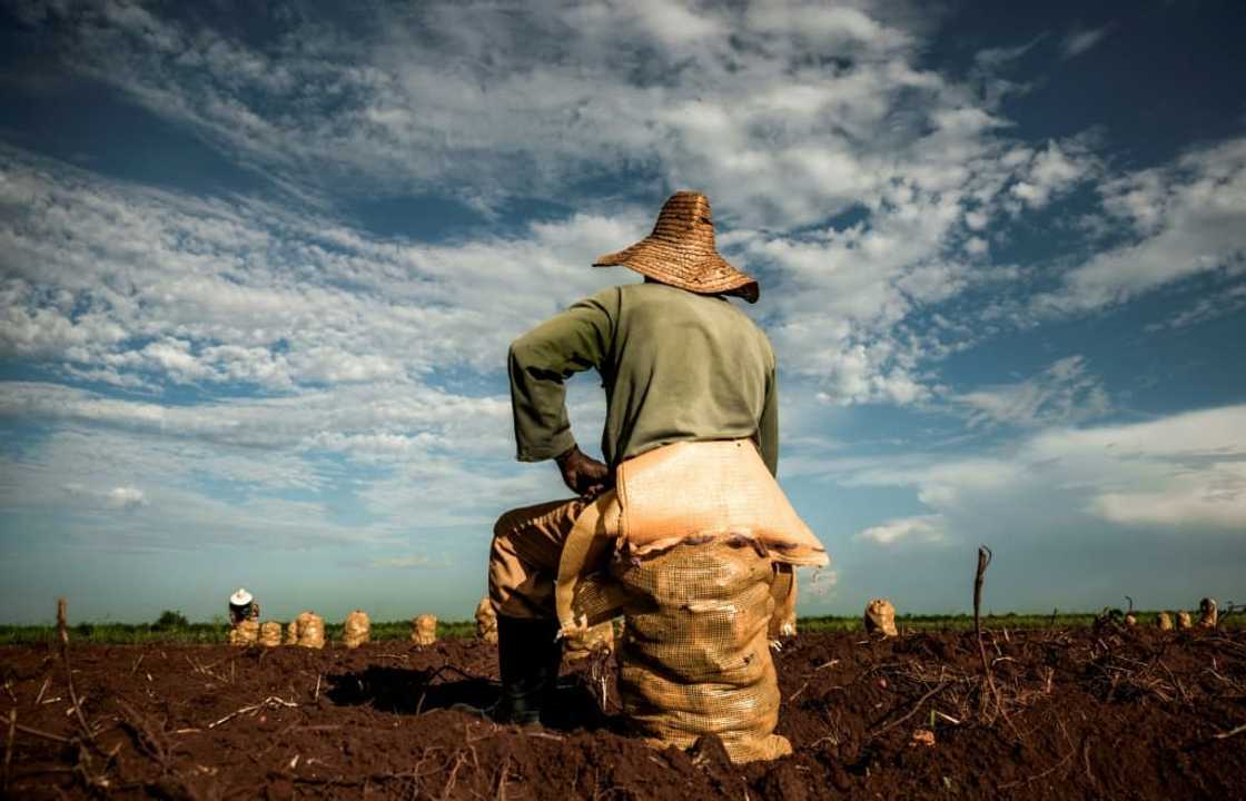 Sugar, once the emblematic product of Cuba, plummeted from 816,000 tons in the 2020-2021 season to 470,000 in 2021-2022 Sugar, once the emblematic product of Cuba, plummeted from 816,000 tons in the 2020-2021 season to 470,000 in 2021-2022