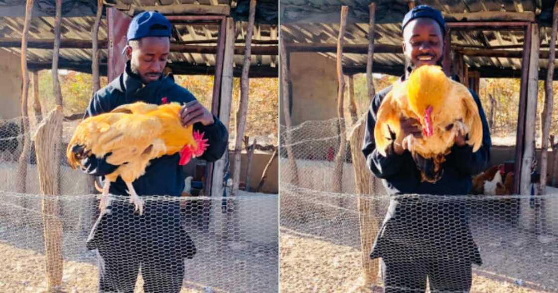 Farmer, then and now, Chicken, Eggs, Inspirational, Twitter reactions Farmer, then and now, Chicken, Eggs, Inspirational, Twitter reactions