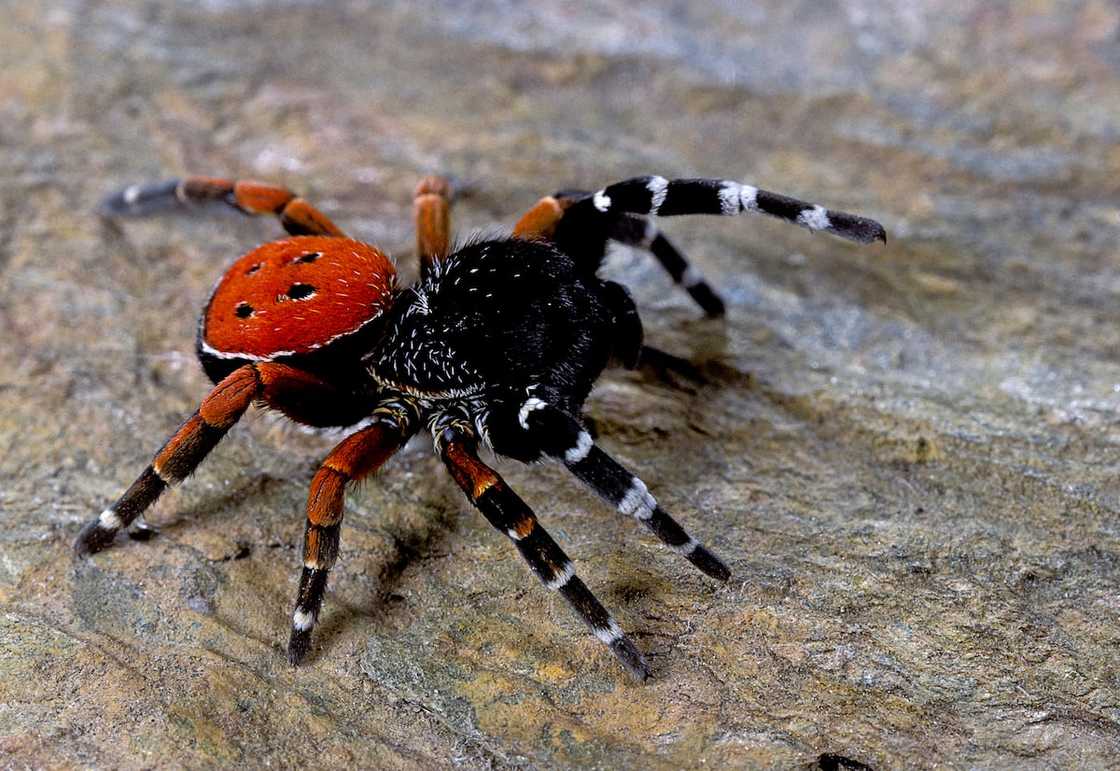 Rarest bugs in the world Rarest bugs in the world