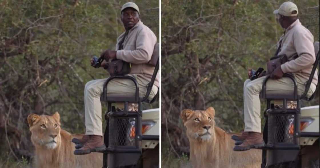 Lion, Mzansi, safari Lion, Mzansi, safari