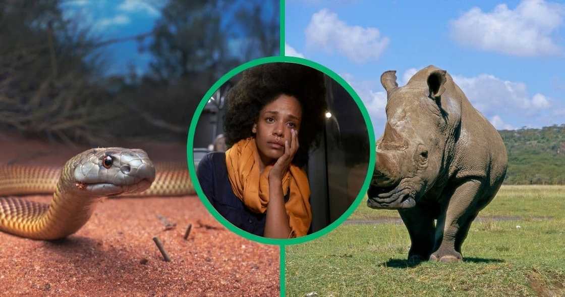 A rhino was allegedly bitten by a snake and it died, leaving a calf behind A rhino was allegedly bitten by a snake and it died, leaving a calf behind