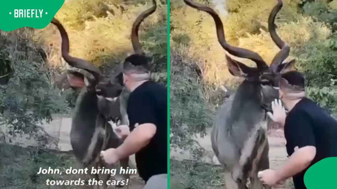 SA man’s warning after friend’s kudu encounter goes viral SA man’s warning after friend’s kudu encounter goes viral