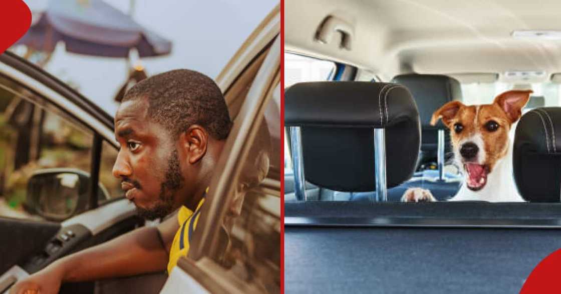 Young man looking out of window in car while (r) dog at the back of car. Young man looking out of window in car while (r) dog at the back of car.