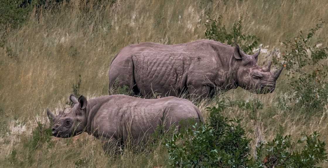 Top 20 extinct and endangered animals in South Africa with images