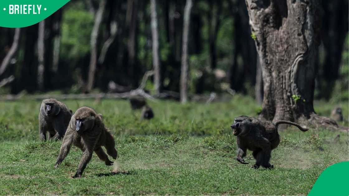 A troop of baboons. A troop of baboons.