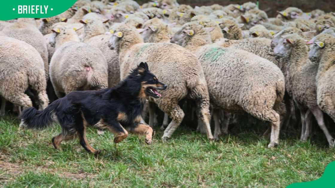 A herding dog at work on a flock of sheep