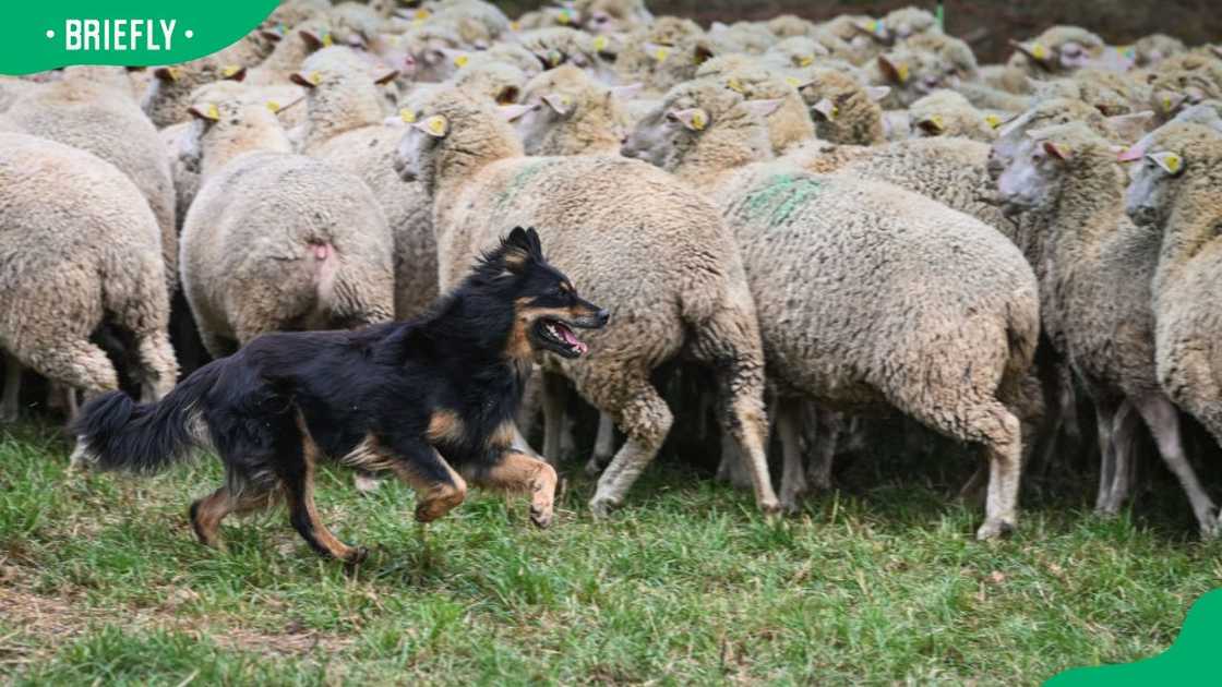 A herding dog at work on a flock of sheep A herding dog at work on a flock of sheep
