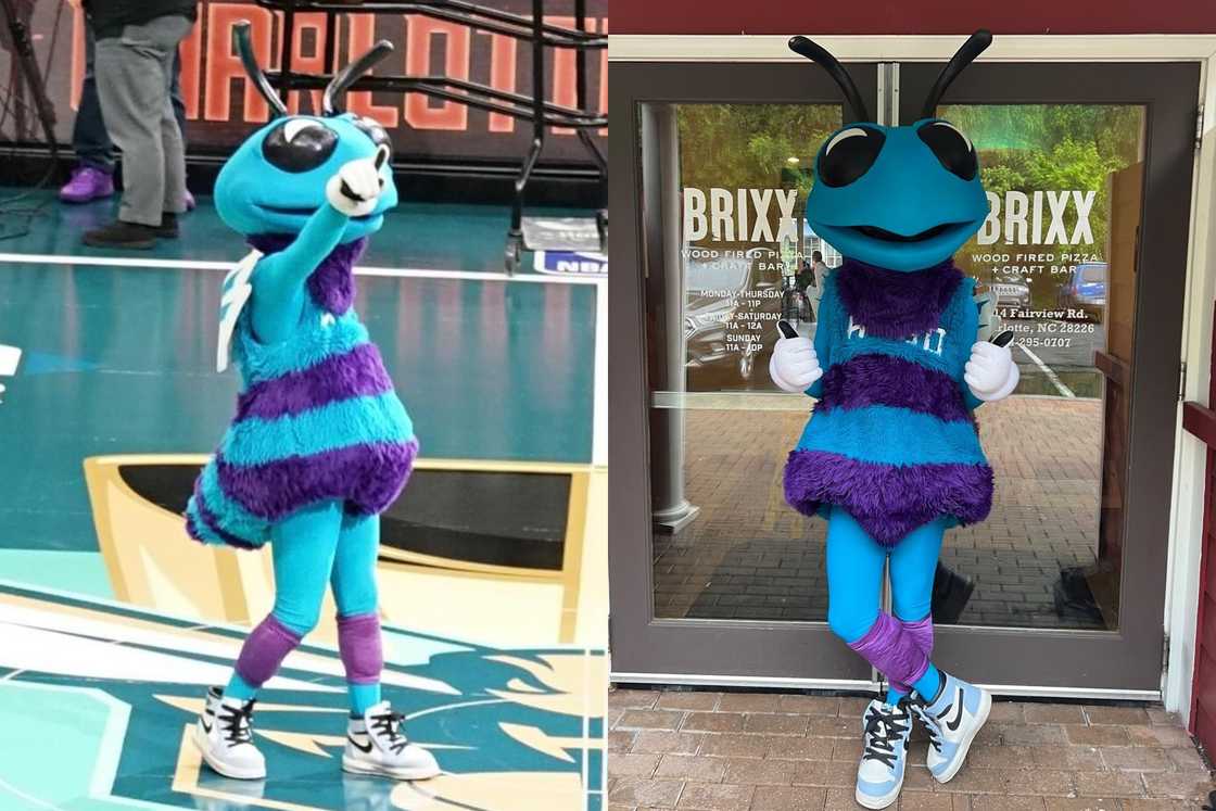 Hugo the Hornet