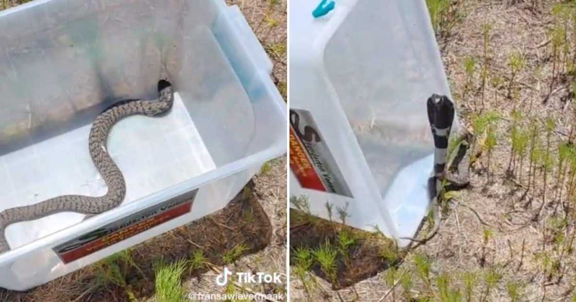 Mpumalanga man releases Rinkhals snake back into the wild, netizens find its reaction hilarious