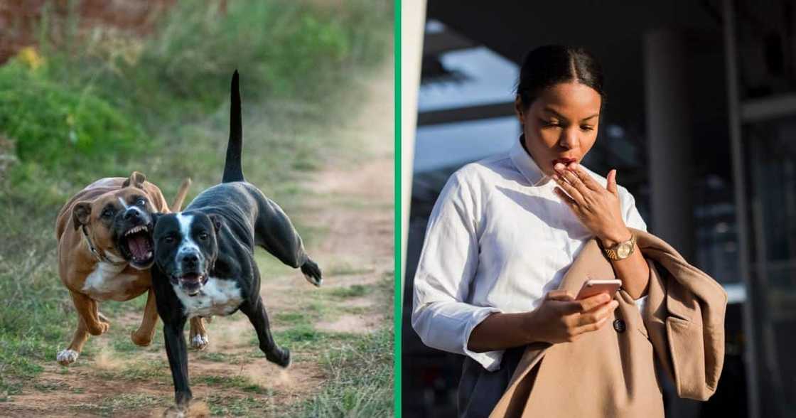 A woman from Limpopo was mauled by her dogs, and she died later A woman from Limpopo was mauled by her dogs, and she died later