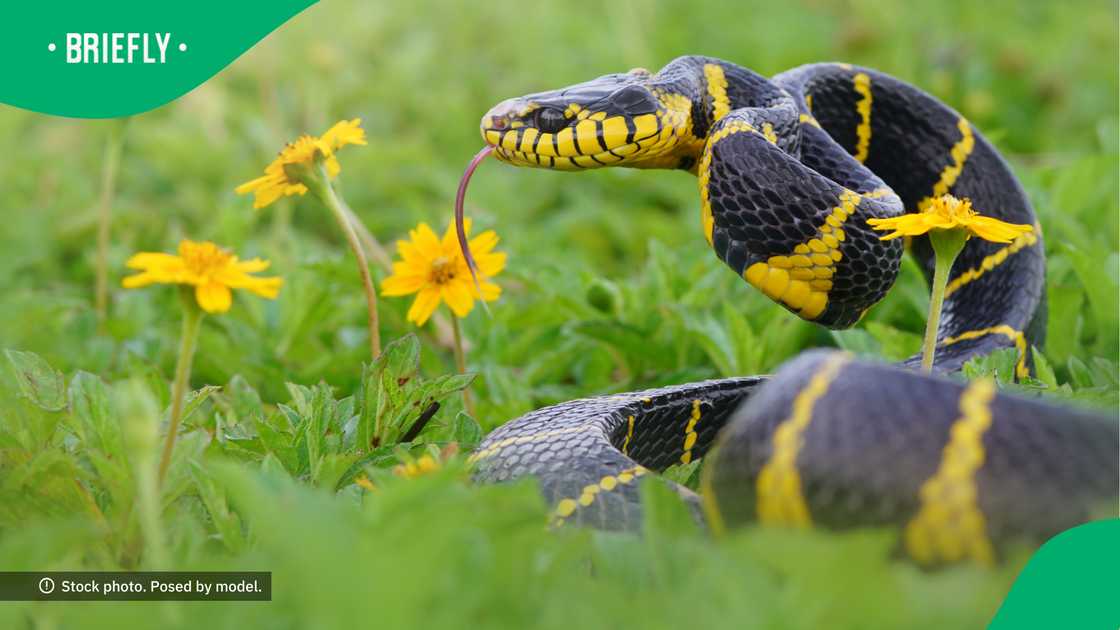 The snake the wildlife enthusiast held is rear fanged.