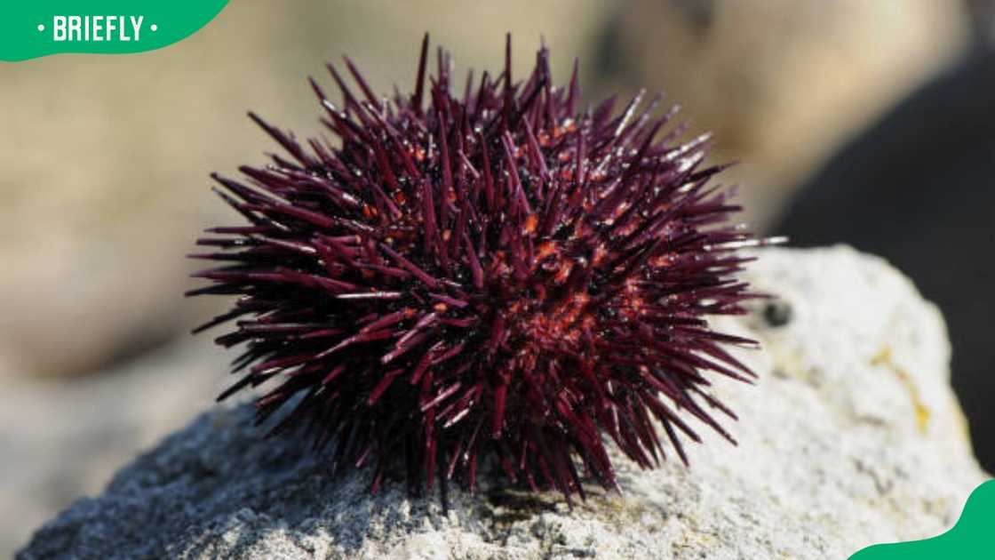 A red sea urchin A red sea urchin