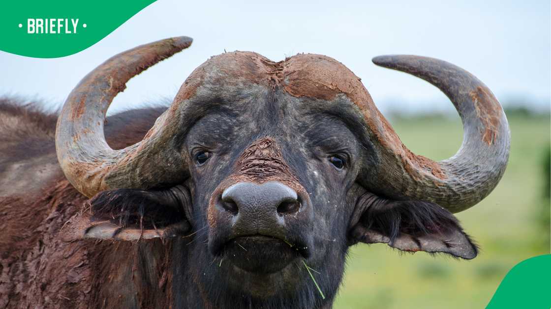 Buffalo bull shot dead after charging rangers in Marloth Park incident