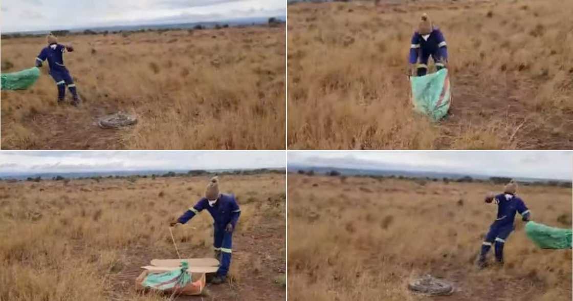 SA Reacts, Video, as Guys, Release Massive Python, Peeps, Funny SA Reacts, Video, as Guys, Release Massive Python, Peeps, Funny